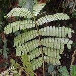 Albizia adianthifolia 葉