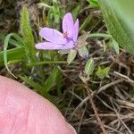 Erodium cicutarium Flower