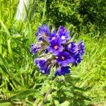 Anchusa officinalis Flor