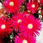 Lampranthus glaucoides 花