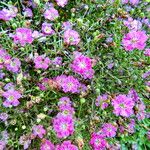 Gypsophila muralis Libunga