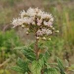 Cyrtocymura scorpioides Flower