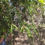 Melaleuca styphelioides Blatt