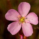 Drosera filiformis Fleur