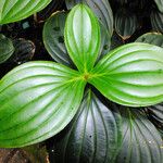 Medinilla magnificaLehti