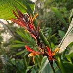 Canna indica Çiçek