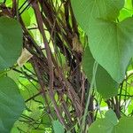 Aristolochia macrophylla Φλοιός