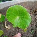 Hydrocotyle bonariensis Blad