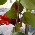 Aeschynanthus radicans Blüte