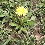 Taraxacum parvulum Leaf