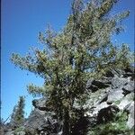 Pinus albicaulis Pokrój