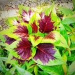 Amaranthus tortuosus برگ