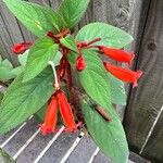 Kohleria hirsuta Flower