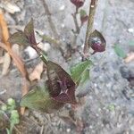 Lysimachia ciliata Leaf