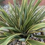 Yucca aloifolia Habit