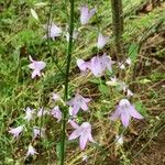 Campanula rapunculusЦветок