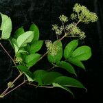 Aralia cachemirica Агульны выгляд