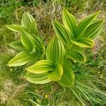 Veratrum album Frunză