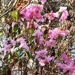 Rhododendron ciliatum