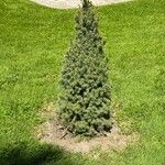 Picea laxa Folha