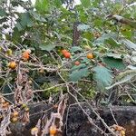 Solanum violaceum Fruit