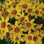 Bidens ferulifolia Virág