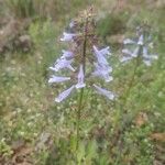 Salvia lyrata Flors