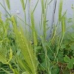 Hordeum murinum Habit