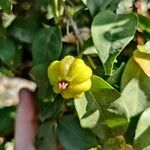 Eugenia uniflora Fruit