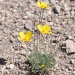 Eschscholzia glyptosperma ᱛᱟᱦᱮᱸ