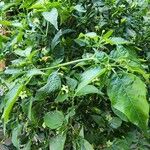Capsicum baccatum Leaf