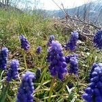 Muscari neglectumBlüte