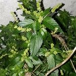 Mercurialis annua Лист