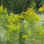 Solidago canadensis花