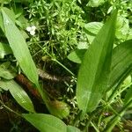 Alisma plantago-aquatica Fuelha