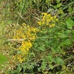 Solidago virgaureaŽiedas