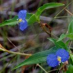 Commelina ensifolia 花