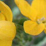 Senna skinneri Flower