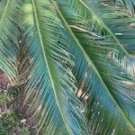 Cycas revoluta Blatt