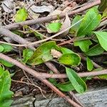 Grevillea macleayana Bark