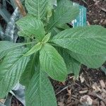 Aphelandra aurantiaca Yaprak