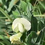 Lathyrus ochrus Květ