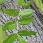 Zanthoxylum chalybeum पत्ता