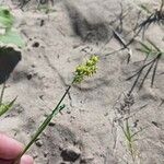 Cenchrus spinifex Frucht