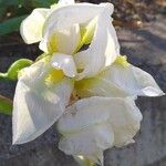 Iris albicans Kvet