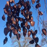 Koelreuteria paniculata Fruit