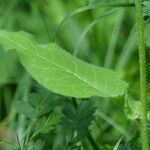 Hieracium prenanthoides Blatt