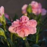 Dianthus caryophyllus Habitus