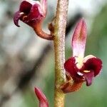 Bulbophyllum falcatum Floro