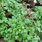 Adoxa moschatellina Leaf